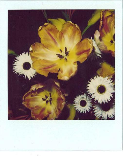 Nobuyoshi Araki Flower, 2005