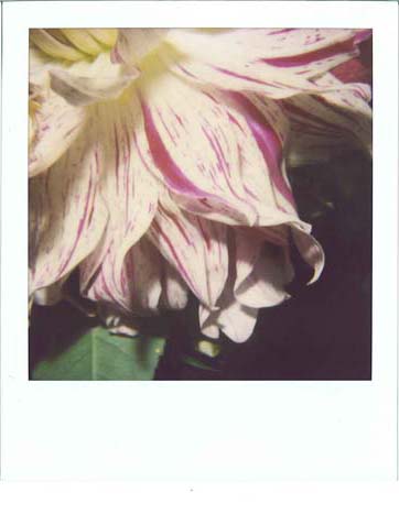 Nobuyoshi Araki Flower, 2005