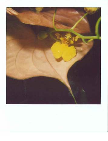Nobuyoshi Araki Flower, 2005