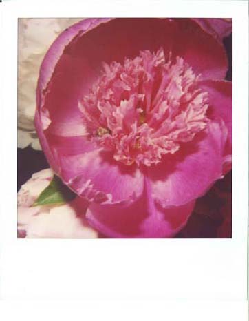 Nobuyoshi Araki Flower, 2005